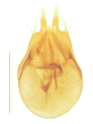 Brachygluta globulicollis